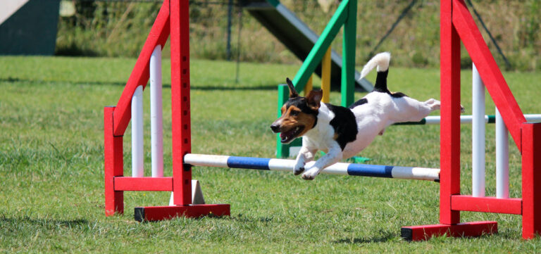 Agility Societ Cinofila Lugano